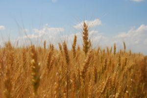 Прогнозний урожай зернових становить 59 млн т — Мінагропрод