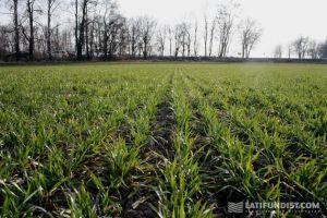 В Україні завершується сівба зернових культур