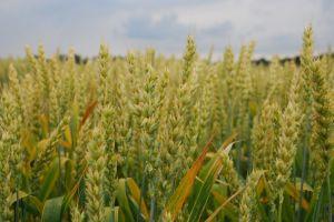 Урожай зернових буде на рівні середнього — експерт
