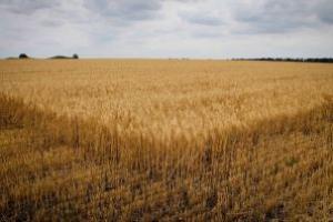Аграрії Дніпропетровщини намолотили 1 млн т зерна