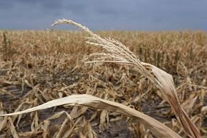 Фермери Румунії скаржаться на засуху