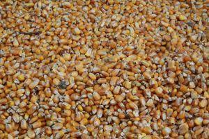 «Укрспирт» закупить 50 тис. т вологої кукурудзи в сільгоспвиробників