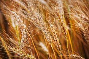 Озимі пшениця, ячмінь та жито переважно достигли — Укргідрометеоцентр