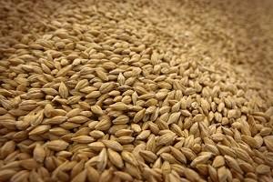 Україна нарощує обсяги експорту зерна