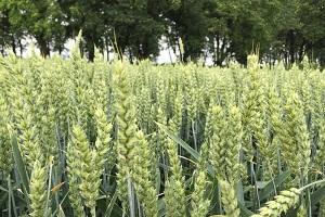 На Сумщині посіяно 120 сортів озимої пшениці