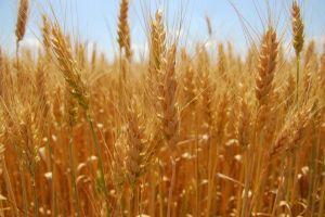 Якість зерна нового врожаю цілком прийнятна — експерти