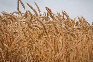 Велика зараженість зерна — перебільшення — думка