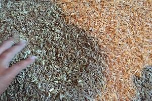 Намолочено майже 20 млн т пшениці — Мінагропрод