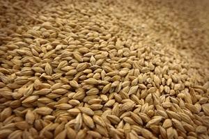 Скільки коштує зерно?