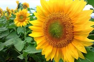 Україна збільшить виробництво соняшнику — Адаменко