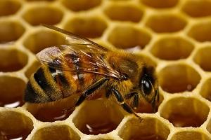 На Прикарпатті розвивають бджільництво