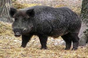 На Київщині почався відстріл диких свиней