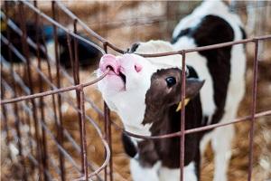 Випоєне молоко буде гарною інвестицією в корову — думка