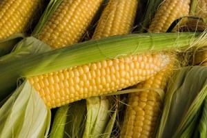 Висока температура негативно вплинула на урожай кукурудзи — експерт