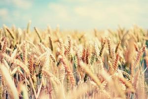 Аграрії намолотили 36,7 млн т ранніх зернових
