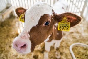 Продуктивність корів зросла на 4%