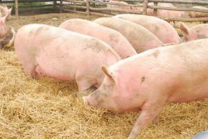 Через АЧС утилізація свиней триває