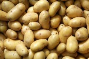 На півночі України урожай картоплі знизився втричі