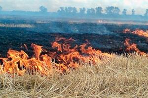 На Львівщині згоріло 15 га пшениці