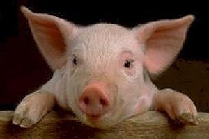 На Полтавщині через АЧС свиней утримують у закритому режимі