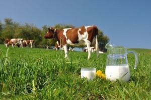 Населення виробляє на 4,5% менше молока