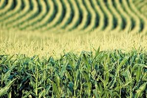 Урожай кукурудзи знизиться до 23,6 млн т