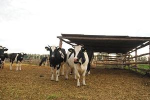 На Житомирщині збільшилося виробництво молока