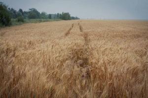 На Запоріжчині обмолочено 2,6 млн т зернових