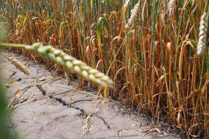 На Півдні та Сході України посуха ускладнить посів озимих