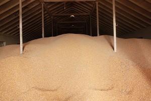 На Прикарпатті зібрано на 20% більше пшениці