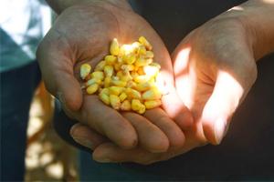 Бучачагрохлібпром завершує заготівлю кукурудзи на силос