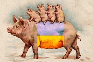 На Харківщині поголів'я свиней зросло на 6,5 тис