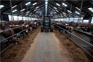 На Тернопільщині модернізують тваринну ферму