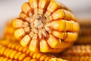 Утрати врожаю кукурудзи можуть скласти 11%