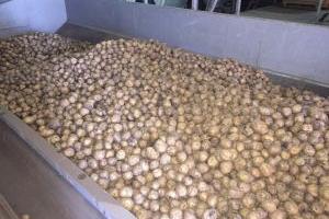 Житомирщина повністю забезпечена картоплею