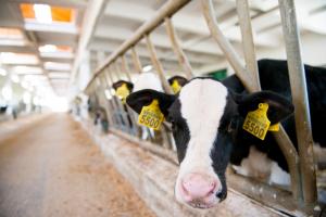Продуктивність на фуражну корову зросла на 258 л