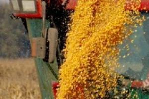 В Україну імпортовано вдвічі менше насіння кукурудзи
