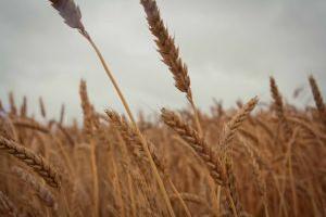 На Кіровоградщині планують зібрати 3 млн т зернових
