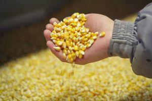  Запаси зерна збільшилися на 10%