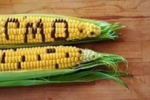 Вирощування ГМО-культур потрібно легалізувати