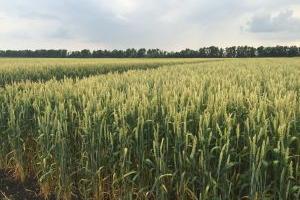 На Запоріжчині скоротили посівні площі під озимою пшеницею
