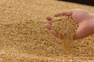 Зернові зібрані на 91% від прогнозу