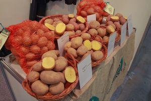 Ціни на картоплю впали на 24%