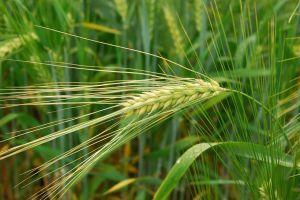 Ситуація з посівами озимих пшениці та ячменю залишається складною