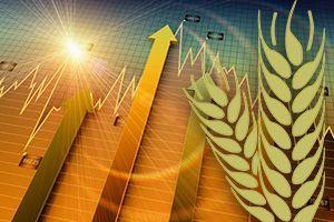 Ціна на пшеницю ростиме?