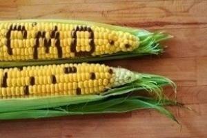 Вирощування ГМО-культур обернеться втратами для України
