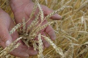 Внутрішні ціни на продовольчу та фуражну пшеницю почали обережно зростати