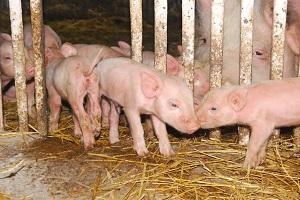 Стійкі до антибіотиків свині були виявлені у Великобританії