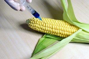 Генетично модифікована кукурудза є небезпечною для тварин