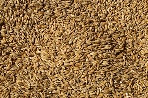 Якість врожаю озимої пшениці буде невисока?